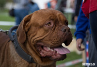 В Туле прошла Всероссийская выставка собак , Фото: 23