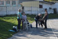 Выставка собак в Туле, Фото: 22