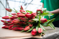 Как выращивают тюльпаны, Фото: 23