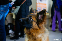 Выставка собак в Туле, Фото: 44