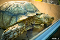 Черепахи в экзотариуме, Фото: 33