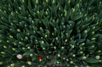Тюльпаны , Фото: 9