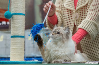Выставка кошек в Туле, Фото: 17