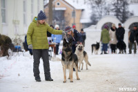 В Туле прошла Всероссийская выставка собак, Фото: 16