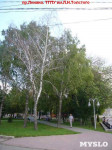 «Сушняк-2019 Тула». Городской хит-парад засохших деревьев, Фото: 185