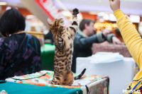 Международная выставка кошек в ТРЦ "Макси", Фото: 55