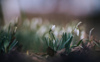 Подснежники в феврале: весна идет!, Фото: 30