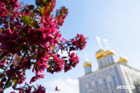 Цветущая Тула, Фото 41