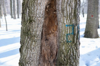 В Белоусовском парке спиливают деревья, Фото: 6