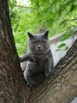 Коты наших подписчиков, Фото: 89