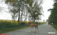 Табун лошадей у Сеженского леса, Фото: 5