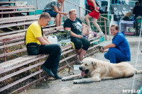 Всероссийская выставка собак в Туле, Фото: 9