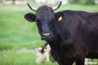 Коровы, свиньи и горы навоза в деревне Кукуй: Роспотреб требует запрета деятельности токсичной фермы, Фото: 12