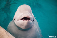 Дельфины, Фото: 2