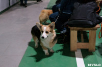 Выставка собак в Туле 24.11, Фото: 63