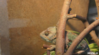 Хамелеончики в экзотариуме, Фото: 15