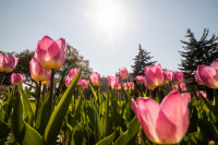 В Туле расцвели тюльпаны, Фото: 55