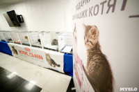 Выставка кошек. 4 и 5 апреля 2015 года в ГКЗ., Фото: 99