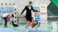 Пражский крысарик, хотошо и кангал: в Туле прошла выставка собак всех пород, Фото: 109