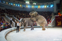Шоу слонов в Тульском цирке, Фото: 72