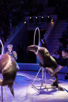 Успейте посмотреть шоу «Новогодние приключения домовенка Кузи» в Тульском цирке, Фото: 142