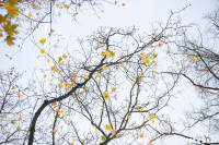 Золотая осень по-тульски, Фото: 85