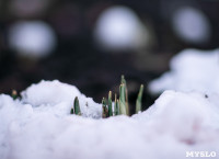 Весна идет: в Туле появились бутоны крокусов, а в снегу уже видна зелень!, Фото: 1