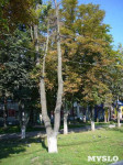 «Сушняк-2019 Тула». Городской хит-парад засохших деревьев, Фото: 248