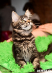 Выставка кошек в Искре, Фото: 15