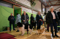 В Туле прошла выставка собак всех пород, Фото: 32