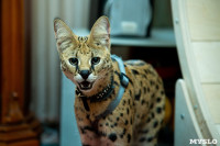 Бэби-леопард дома: зачем туляки заводят диких сервалов	, Фото: 5