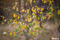 Золотая осень в Тульской области, Фото: 21