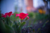 В Туле зацвела вишня и тюльпаны, Фото: 19