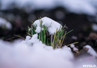 Весна идет: в Туле появились бутоны крокусов, а в снегу уже видна зелень!, Фото: 2