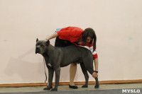 В Туле прошла Всероссийская выставка собак всех пород, Фото: 31