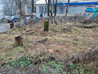 Жители Косой Горы пожаловались на брошенные после опиловки деревья  , Фото: 2