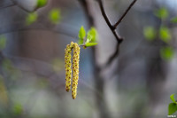 Аномальное цветение апреля: в Туле уже распустилась черемуха, Фото: 6