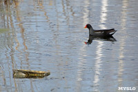 На пруду в тульском Скуратово поселились редкие птицы, Фото: 13