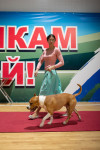 В Туле прошла выставка собак всех пород, Фото: 107