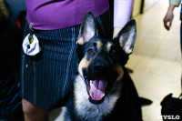 Выставка собак в Туле, Фото: 40