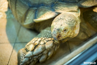 Черепахи в экзотариуме, Фото: 30