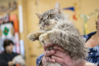 Волонтеры спасли кошек из адской квартиры, Фото: 56