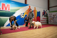 В Туле прошла выставка собак всех пород, Фото: 103