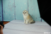 Выставка кошек в Искре, Фото: 7