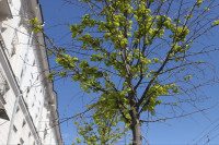 деревья на проспекте, Фото: 8