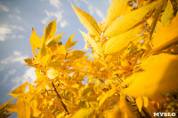 Золотая осень в Тульской области, Фото: 29