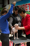 В Туле прошла выставка собак всех пород, Фото: 136