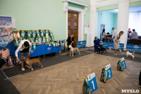 Выставка собак в Туле, Фото: 106