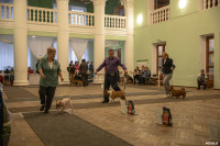 Выставка собак в Туле, Фото: 21
