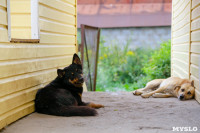 Собаки на тульской метеостанции, Фото: 11